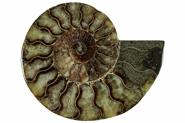 Cut & Polished Ammonite Fossil (Half) - Madagascar #323318